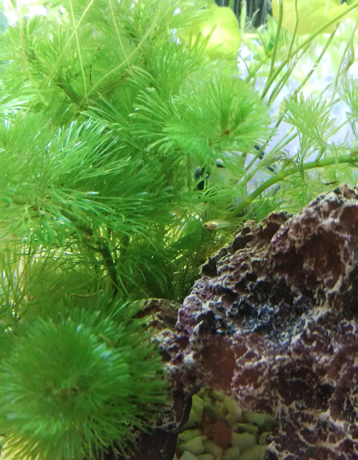 オレンジドワーフグラミーの稚魚4匹目