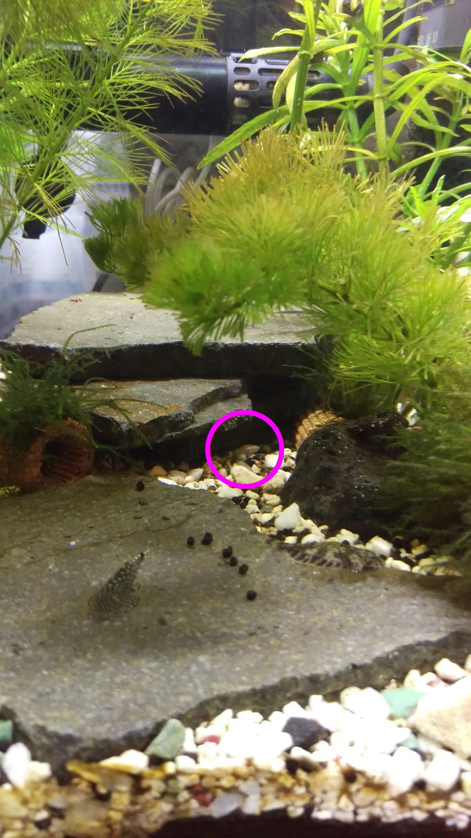 ドワーフグラミーの稚魚を水槽に戻しました