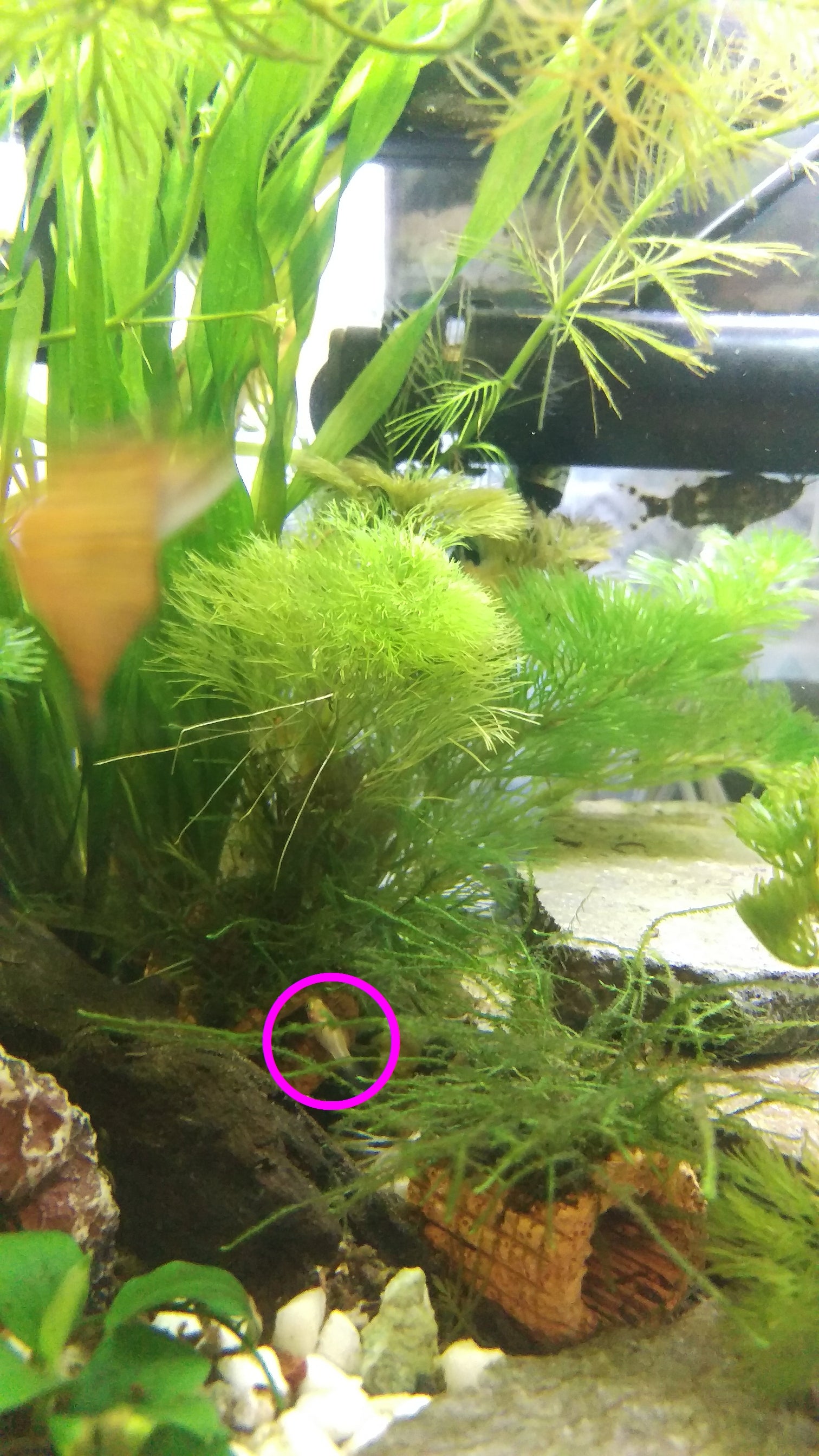 ドワーフグラミーの稚魚1匹目