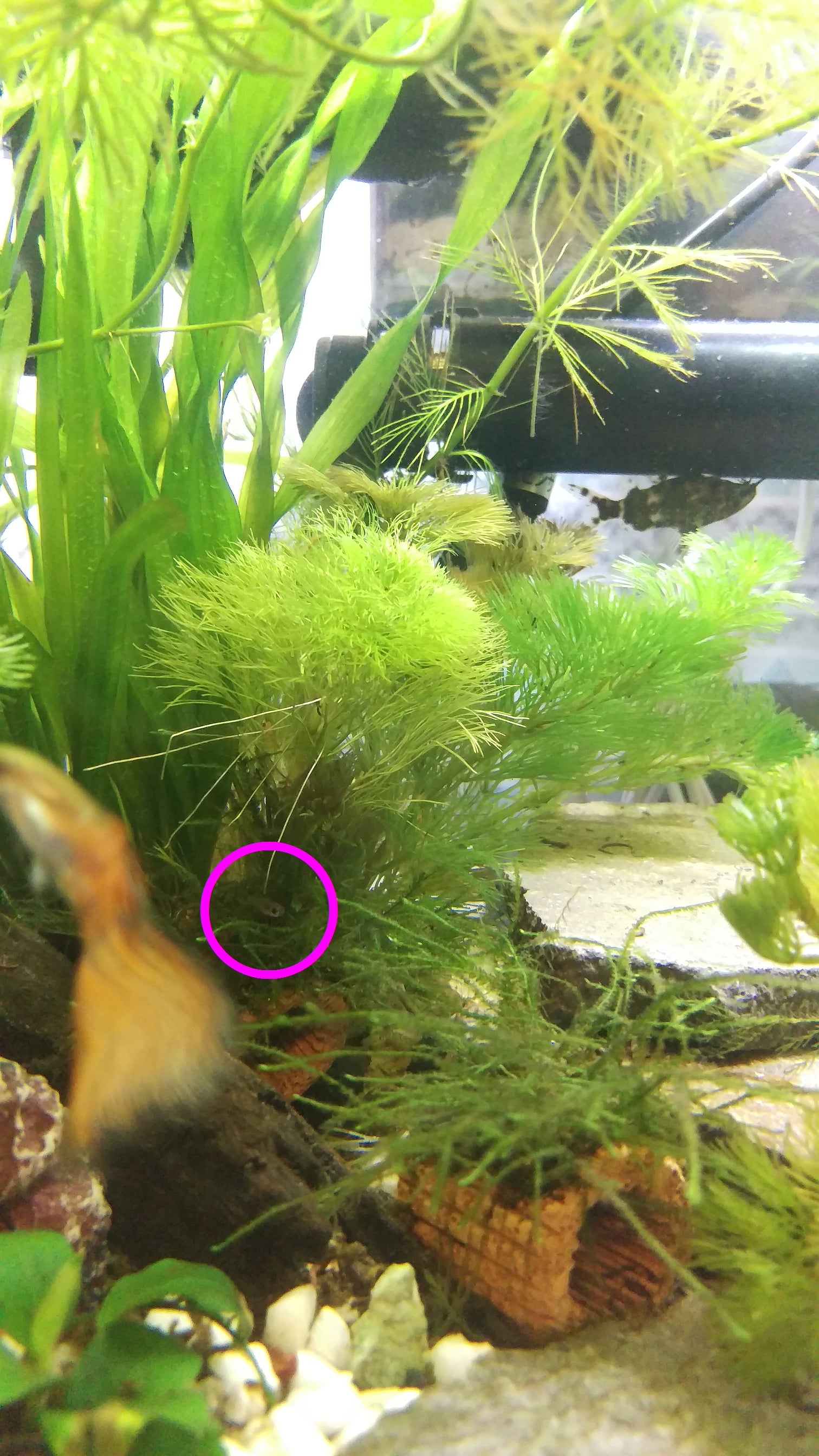 ドワーフグラミーの稚魚2匹目