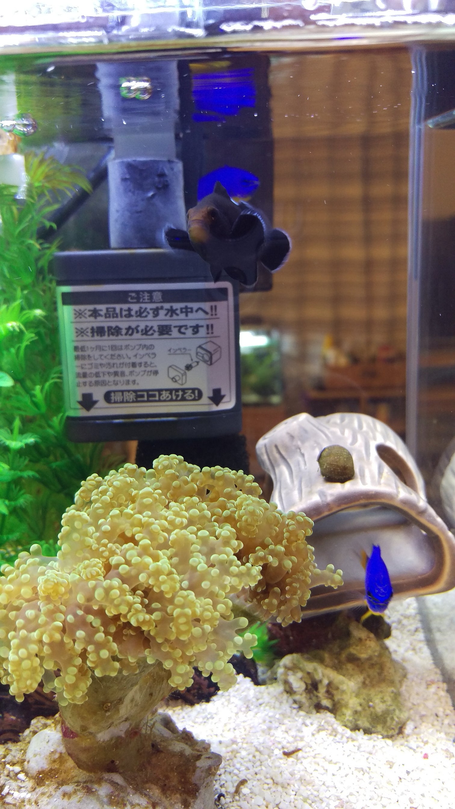 ブラックオセラリス