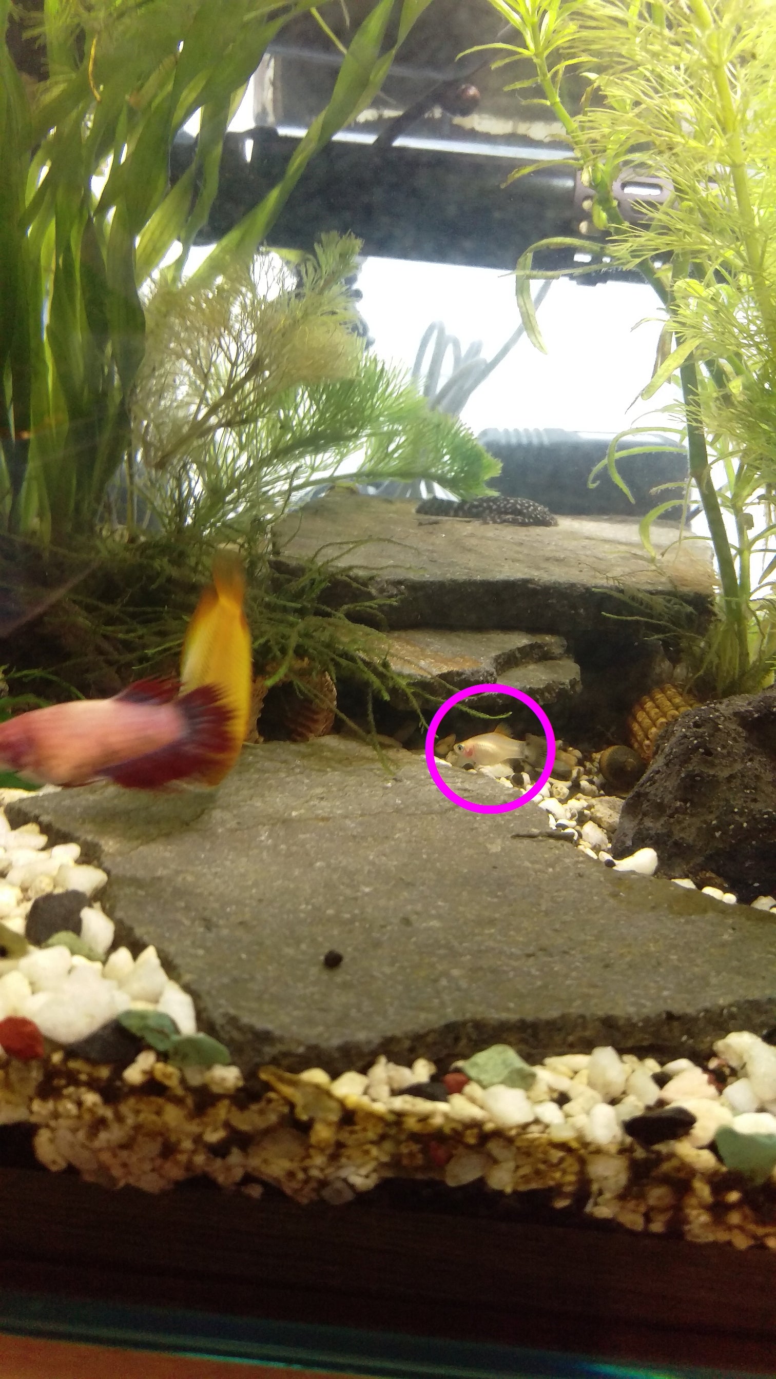 オレンジドワーフグラミーの稚魚(産卵1回目のやつ)