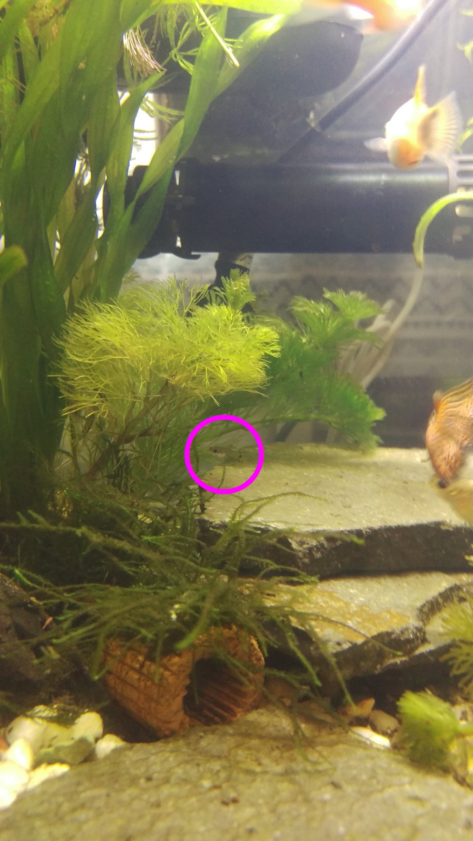 オレンジドワーフグラミー産卵1回目の稚魚の片方