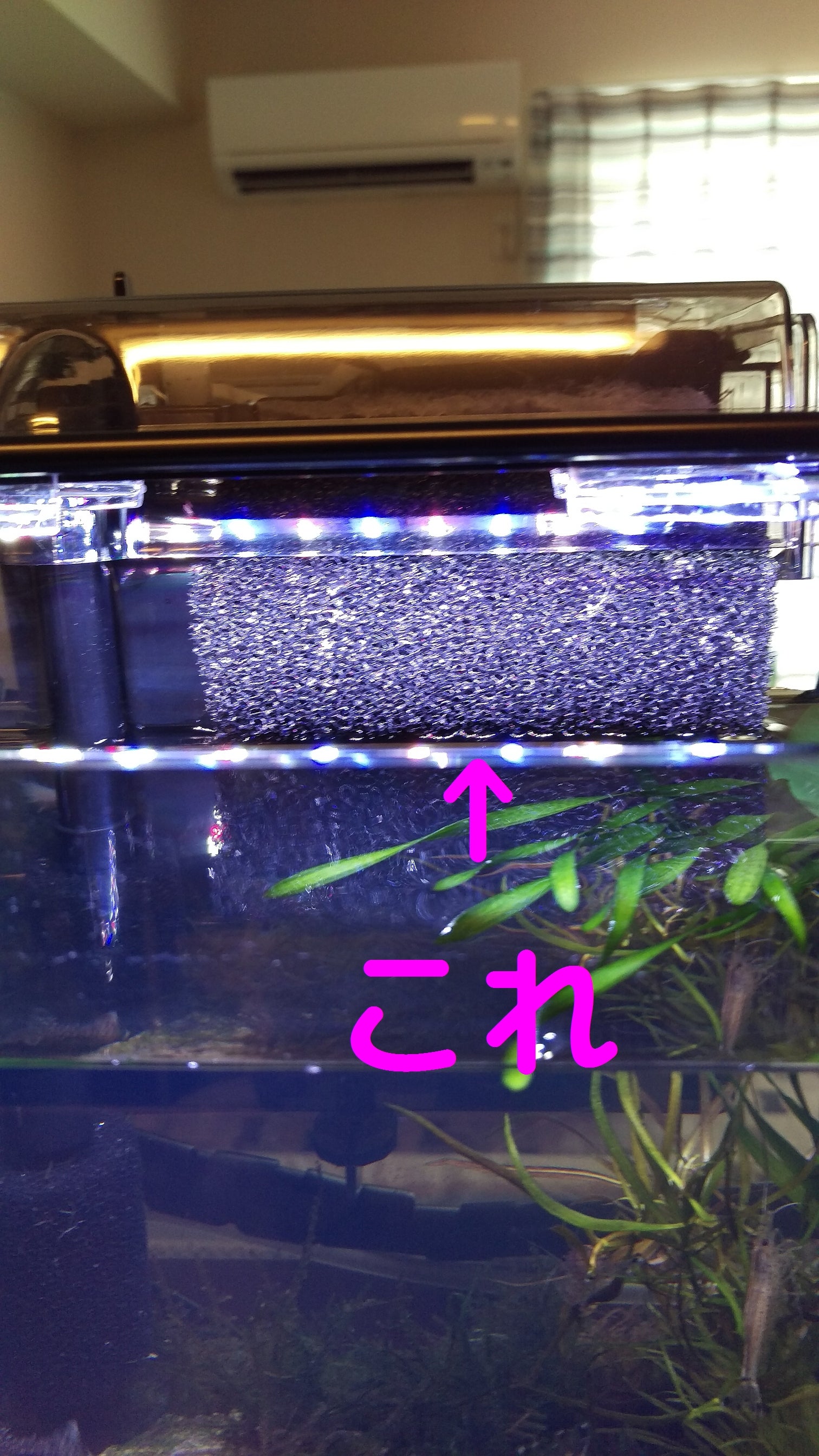 【横から見た写真】スポンジフィルターで水流対策