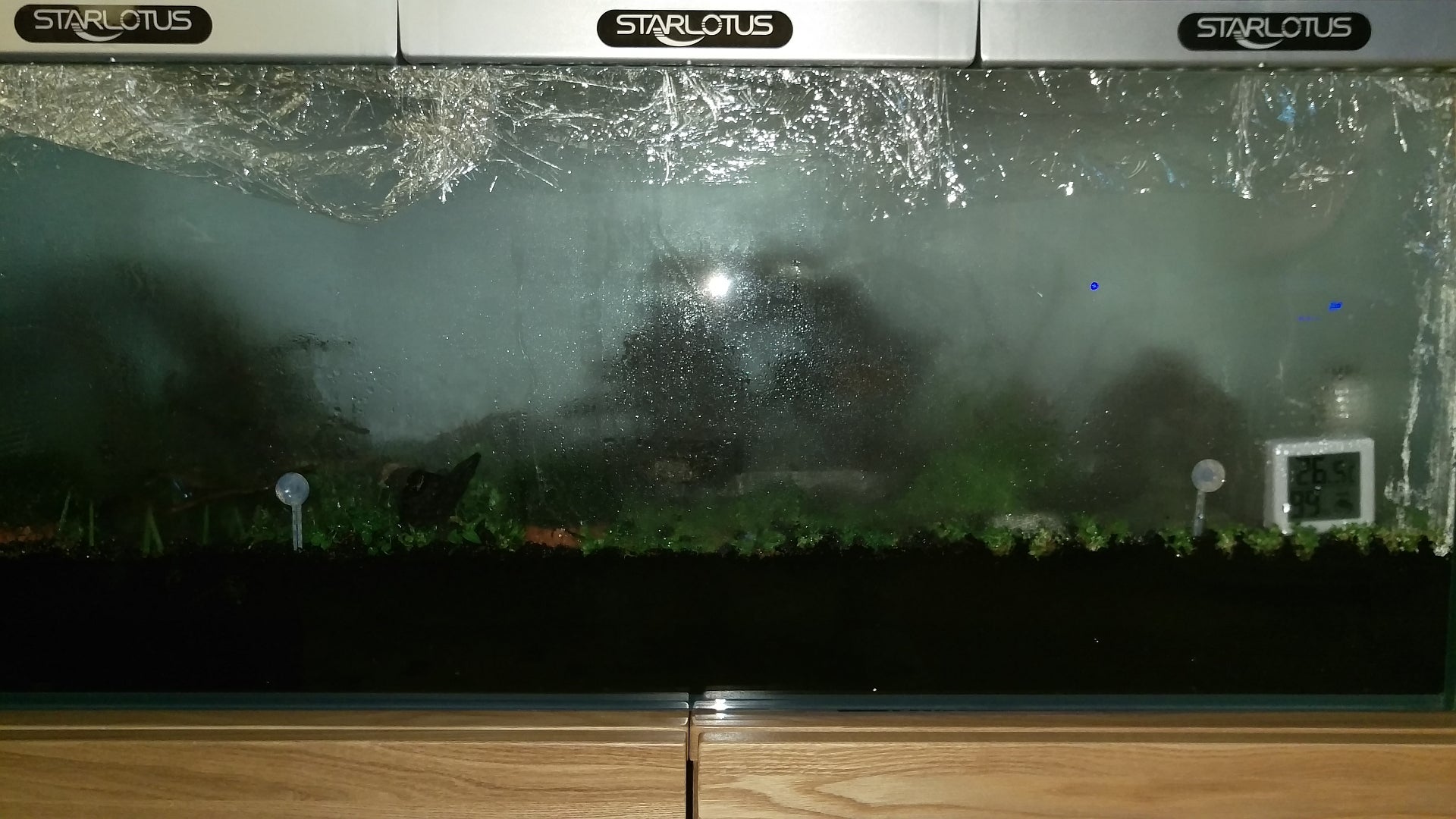 ミスト式・改 3日目の水槽内