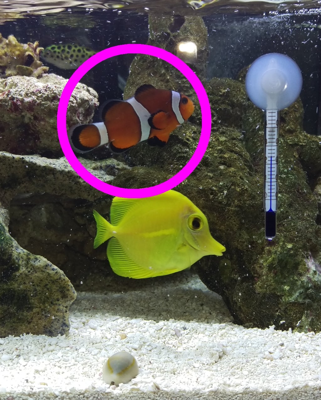 カクレクマノミ