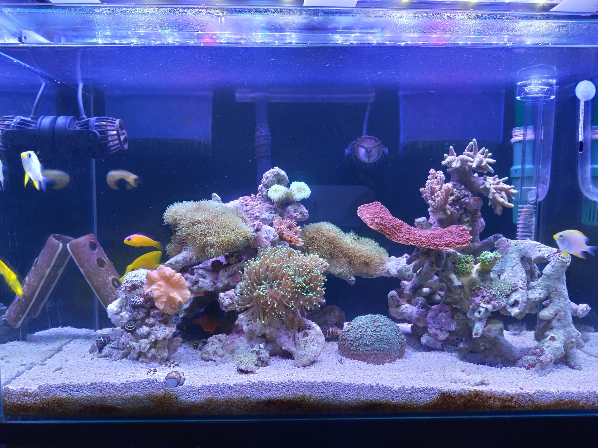 やり直した後の寝室・海水水槽の写真