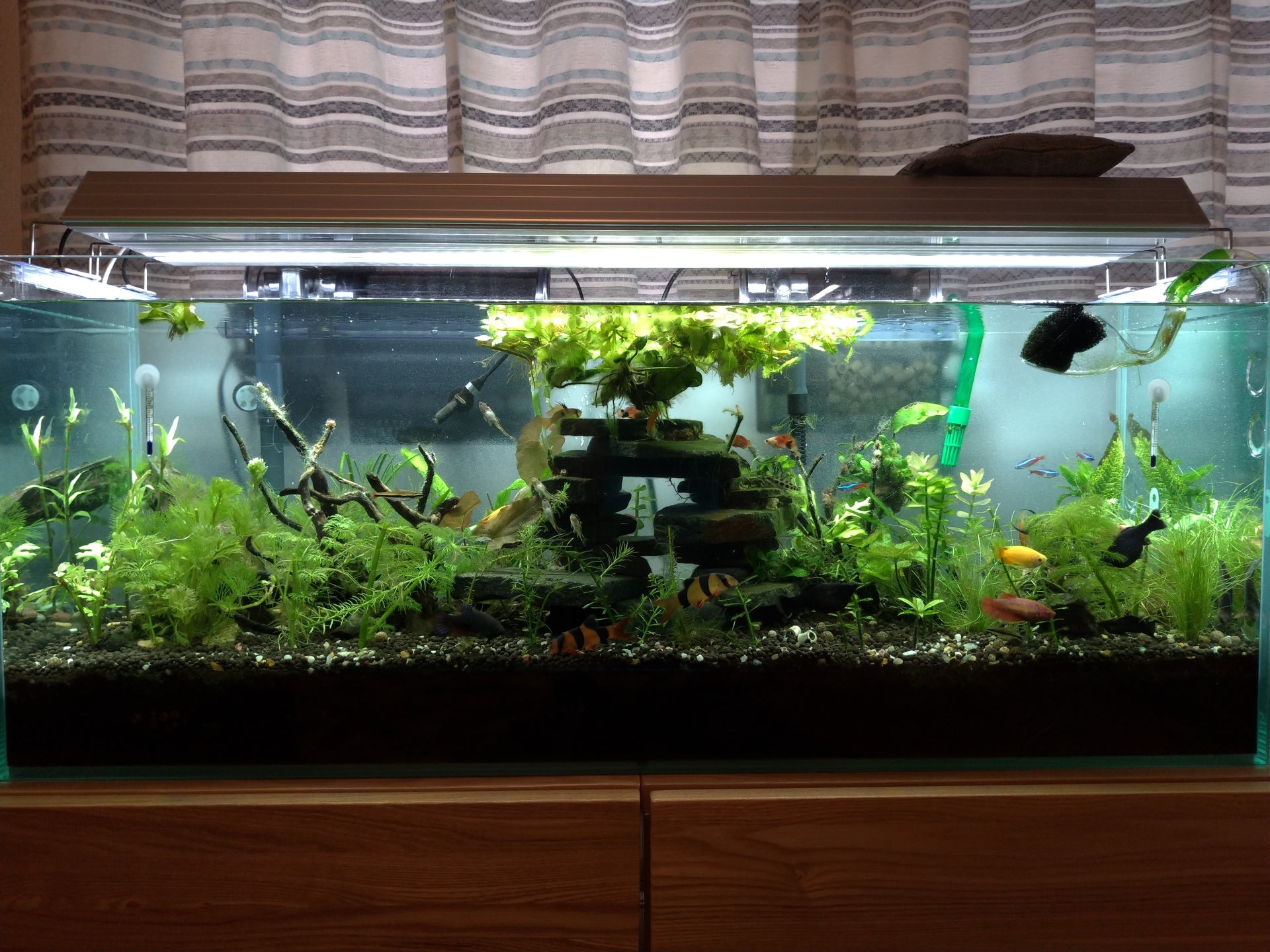 90cm淡水水槽の写真