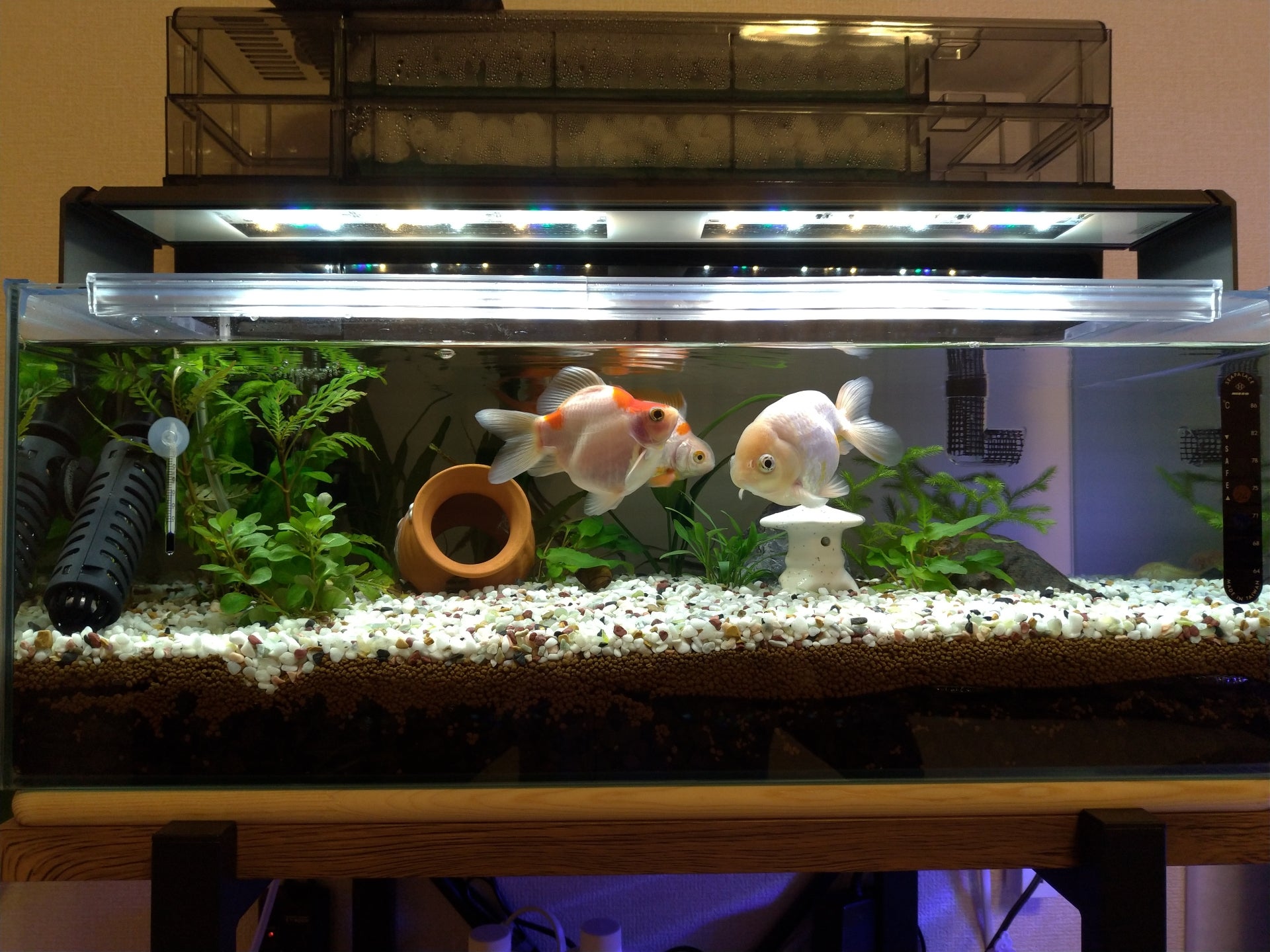 新規立ち上げの60cm金魚水槽