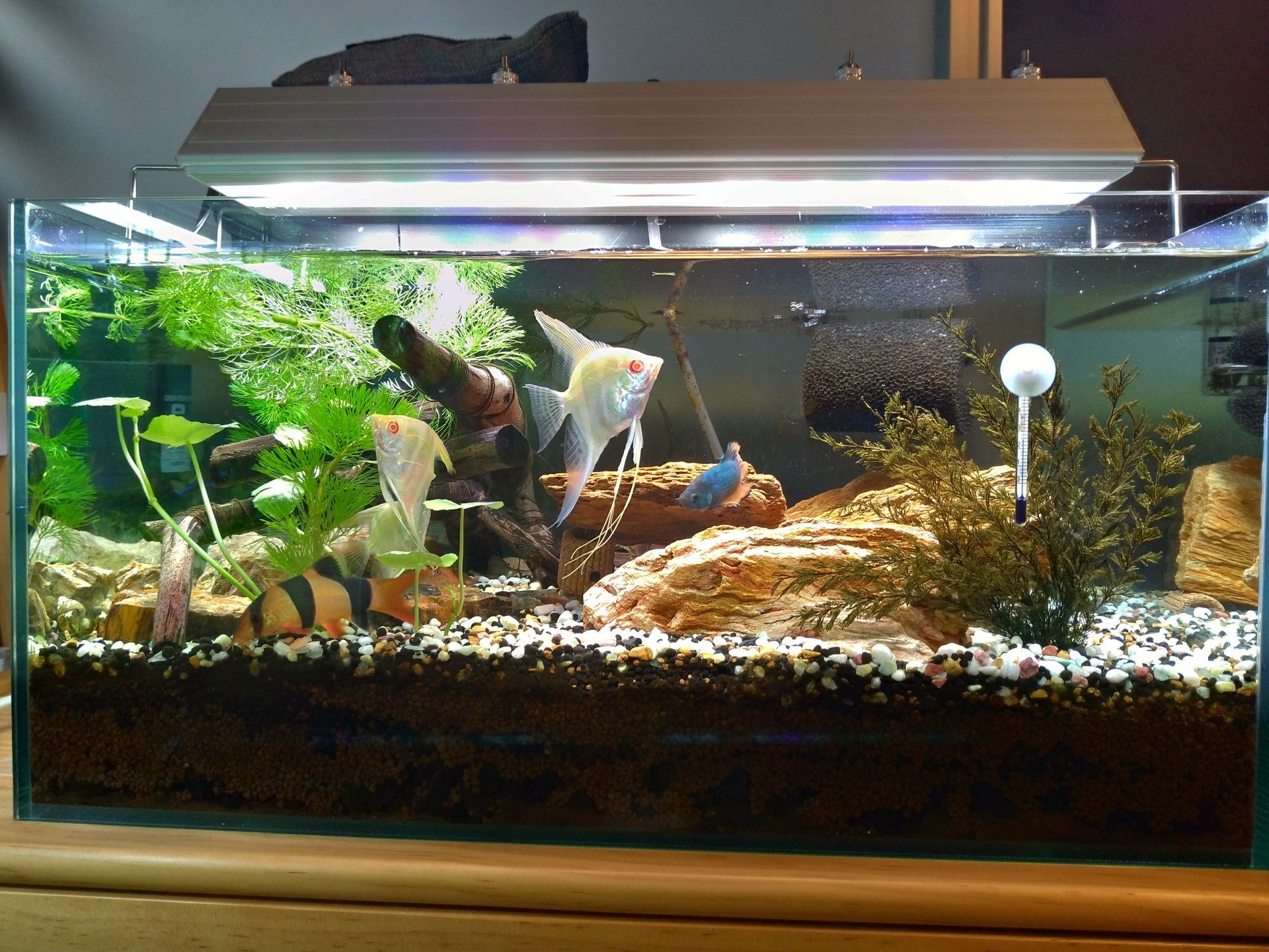 45cm木化石・淡水水槽