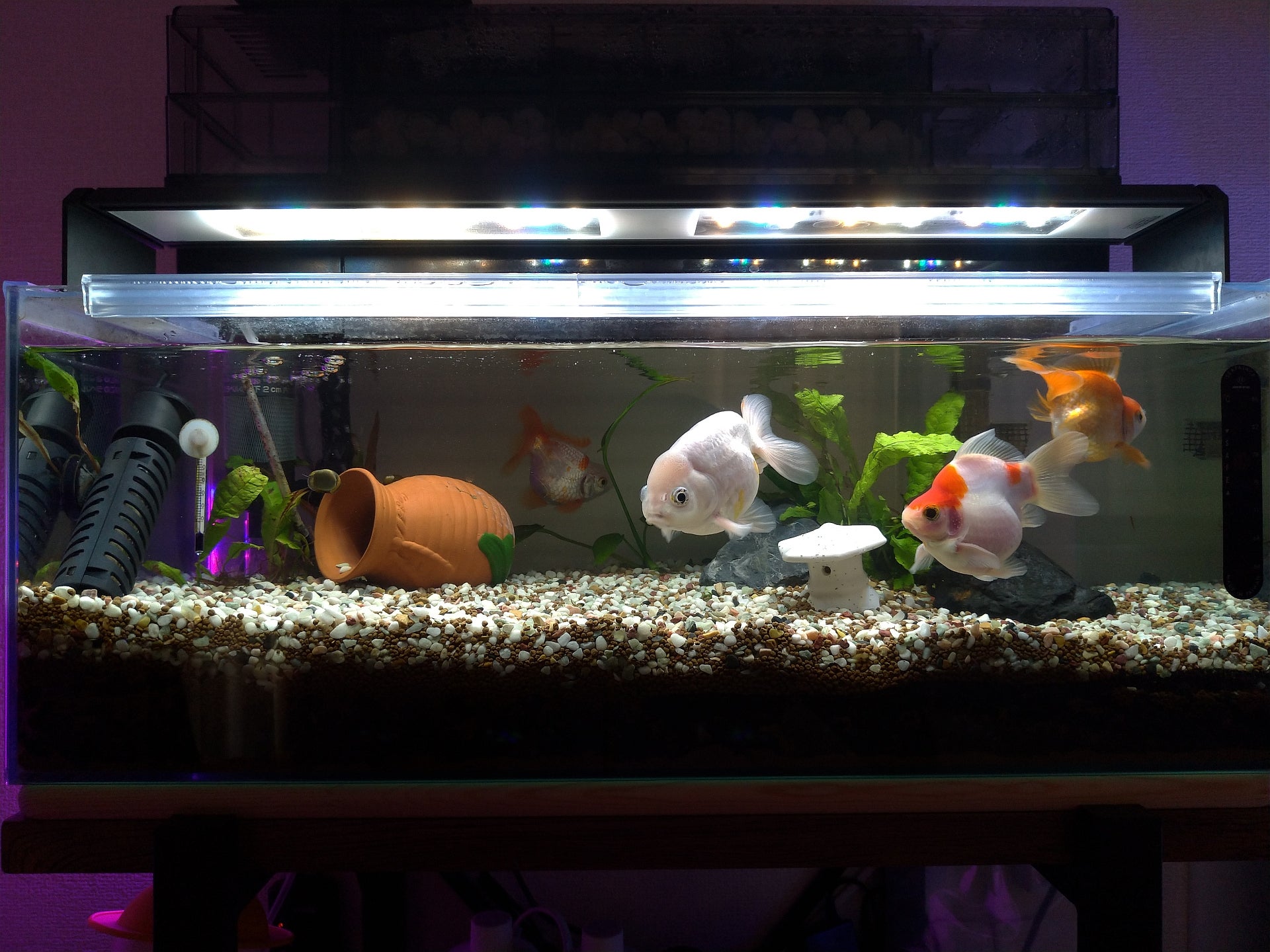 金魚水槽