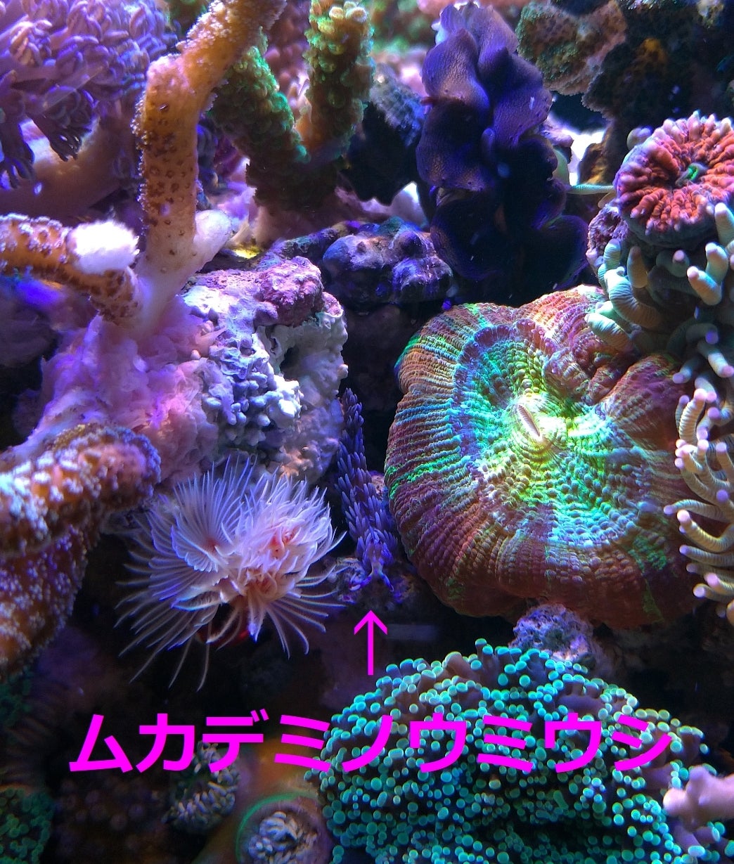 ムカデミノウミウシ