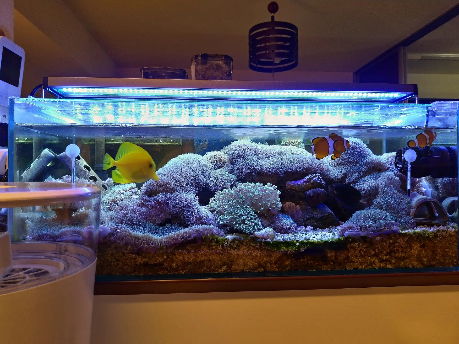 スターポリプと共生してる？つもりのカクレクマノミ - ネット