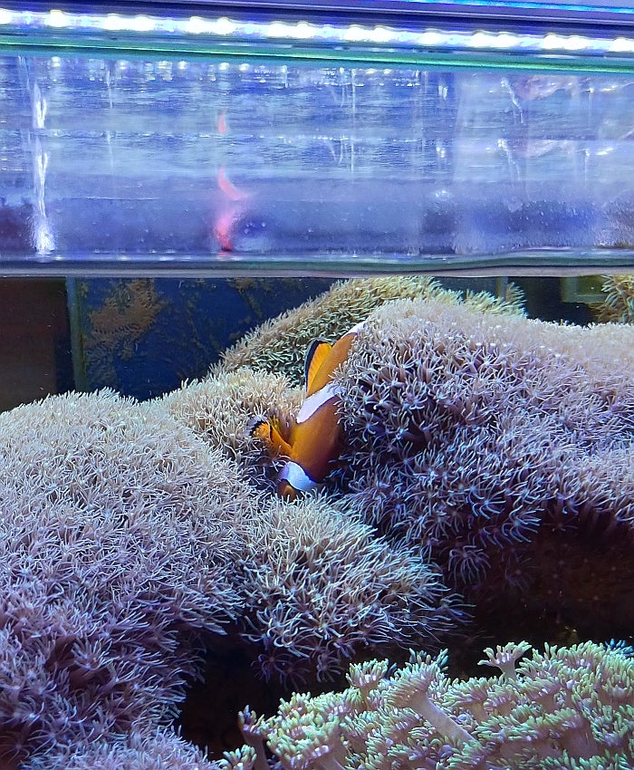 スターポリプと共生してる?つもりのカクレクマノミ①