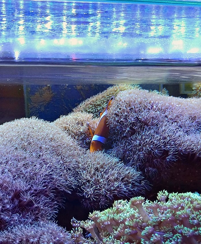 スターポリプと共生してる?つもりのカクレクマノミ②